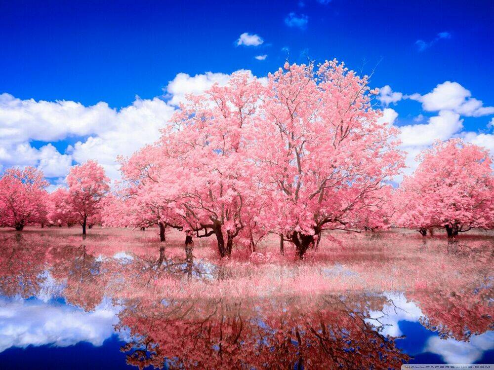 album natural wallpapers chapter 42 19