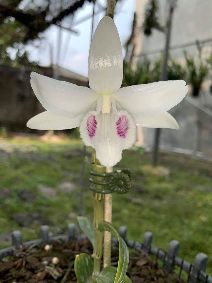 Phi điệp 5 cánh trắng BẢO DUY, phi điệp đột biến Bảo Duy, hàng gieo hạt tách ki mẹ