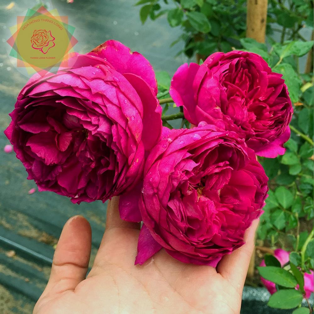 Cây hoa hồng ngoại Auturm Rouge siêu thơm đẳng cấp - Hoa hồng Thăng Long Flower