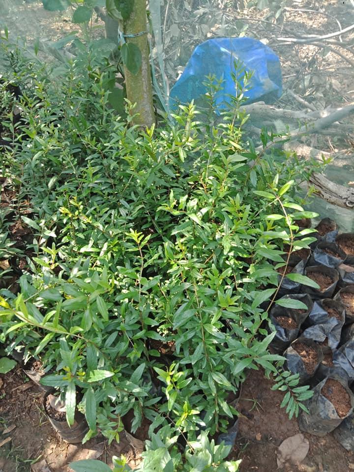 Cây Lựu Tím - Giống cây trồng cây ăn trái