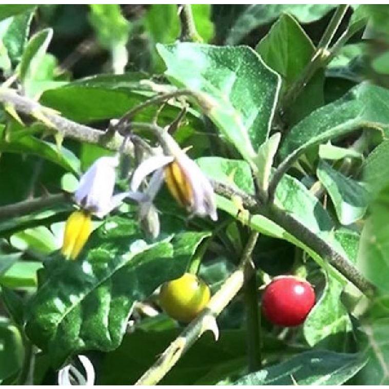 COMBO 2 gói hạt giống cây cà gai leo f1-gói 50 hạt-tặng kèm gói phân bón lót