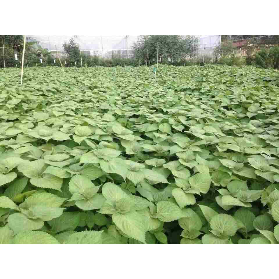 Hạt Giống Rau Thơm Mè Hàn Quốc