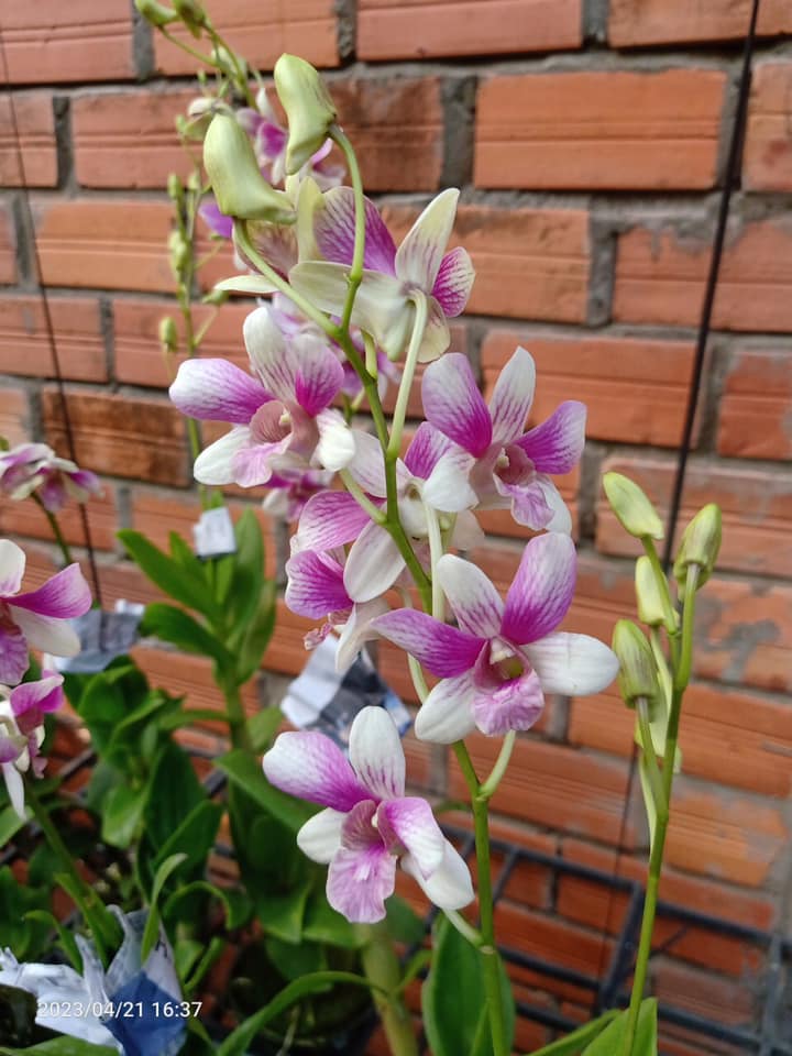 Cây hoa lan Denro Vũ nữ Đồng Tiền Hồng