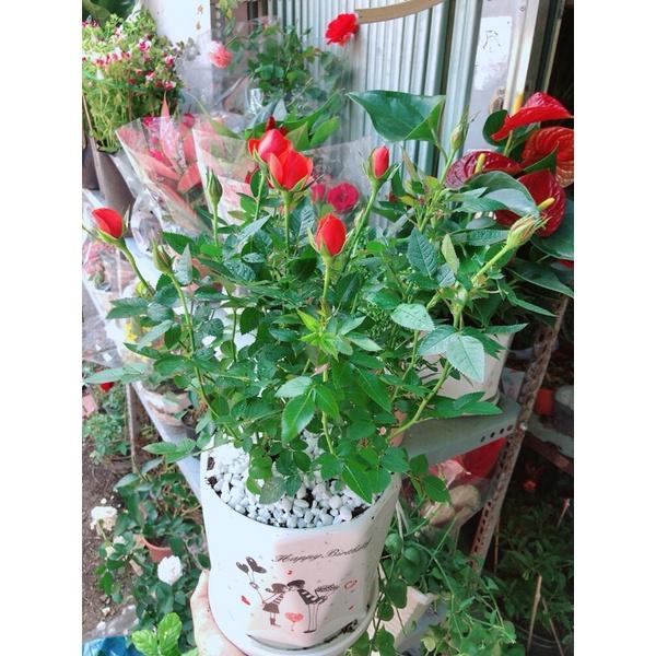 Chậu Cây Hoa Hồng