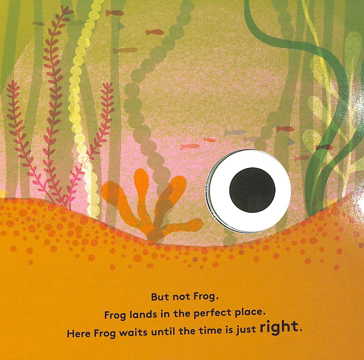 Sách ngoại văn: Little Life Cycles - Frog