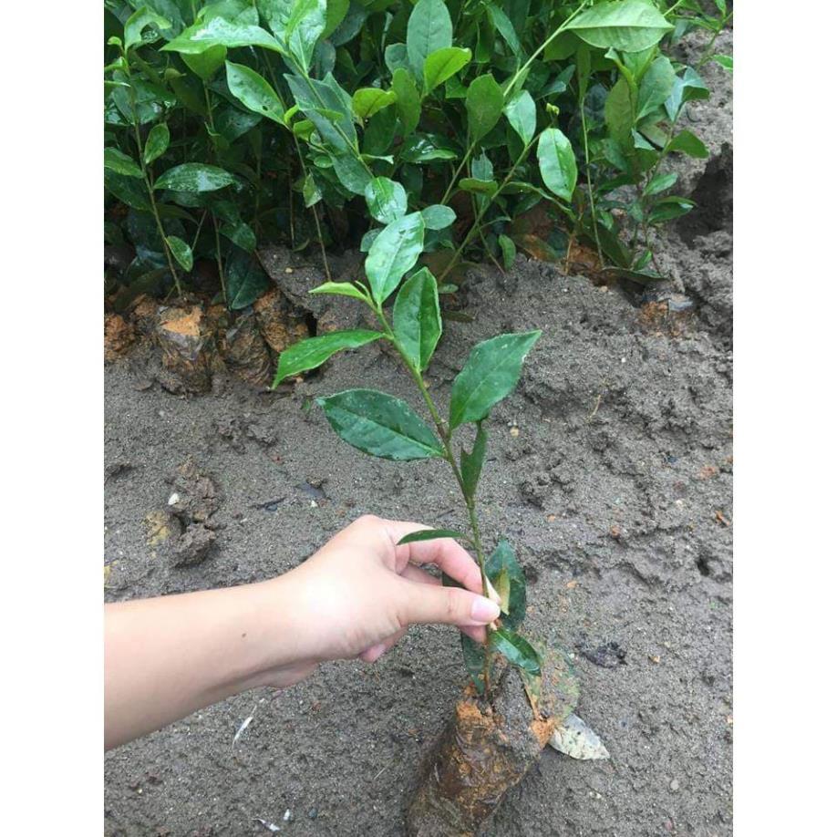 Combo 10 bầu cây giống cây trà xanh