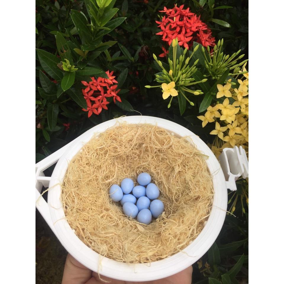 Trứng giả dành cho chim yến hót, manh manh finch
