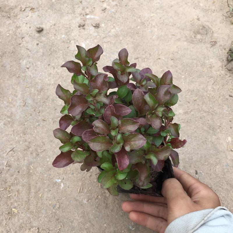 Cây Diệu Kỷ Đỏ trồng bịch đen nhiều ngọn xum xuê