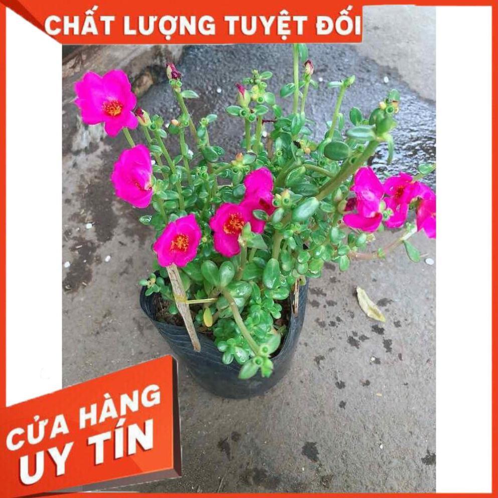 Cây hoa sam Nhiều Người Mua