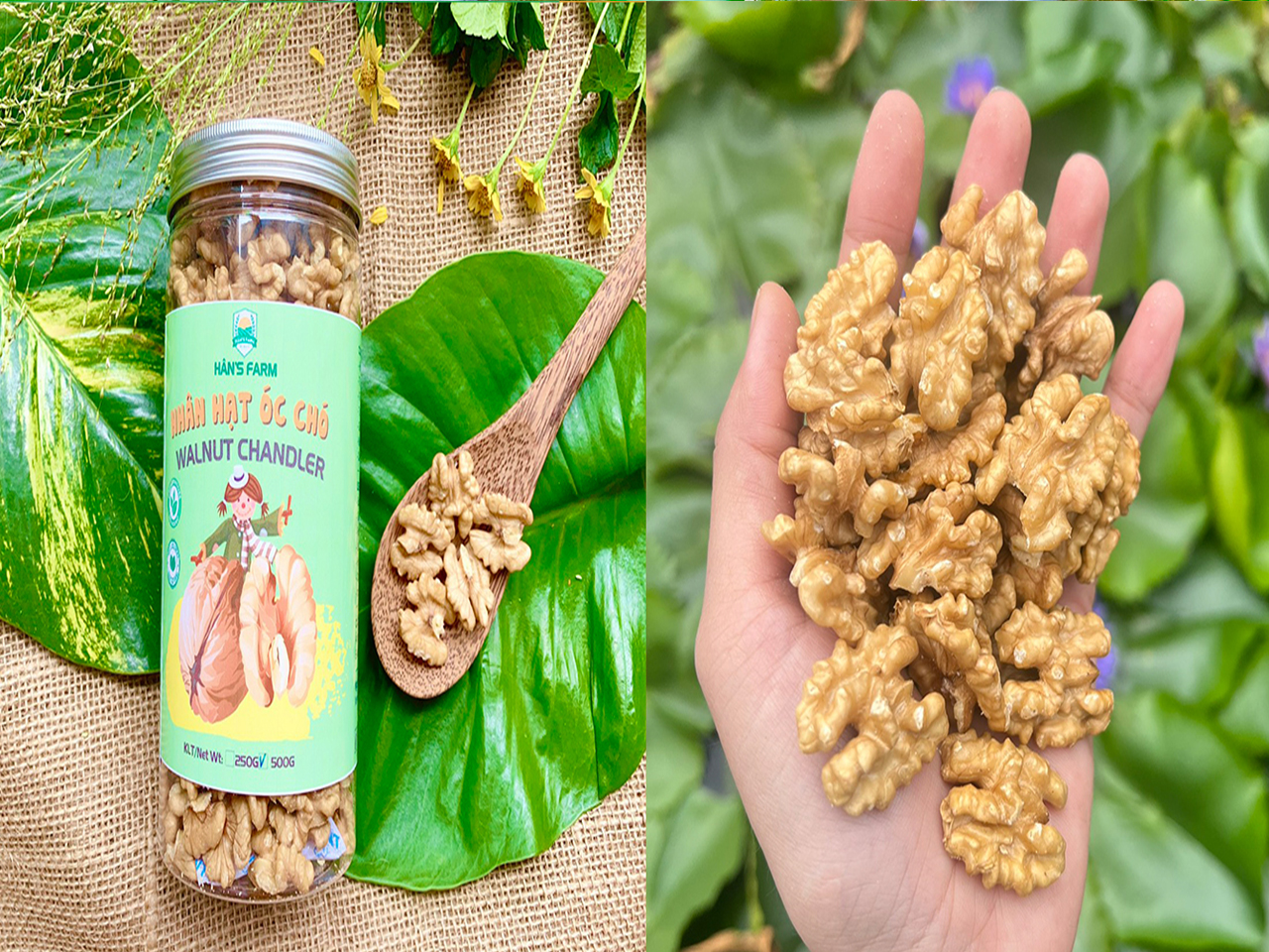 Nhân hạt óc chó Chandler Mỹ/Chile không biến đổi gen _Walnuts Chandler Grade 1_USA/Chile non GMO