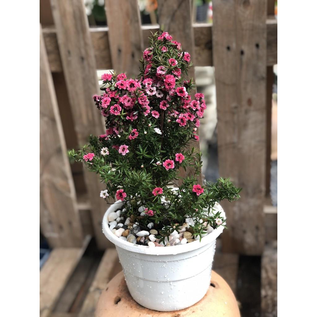 Chậu cây Nhất Chi Mai