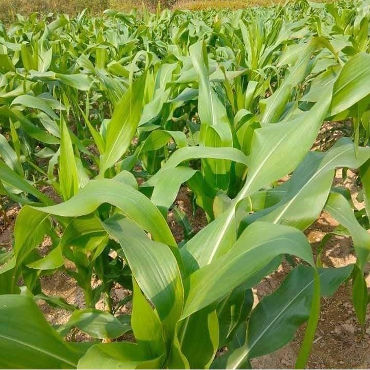 Combo 3C Gồm 3 Loại Hạt Giống Cỏ Chăn Nuôi