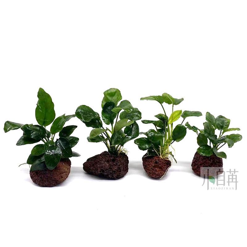 Nham thạch khoan lỗ ươm cây thủy sinh - gắn bucep - gắn ráy - cây thủy sinh- cây cắt cắm -phụ kiện thủy sinh - shopleo