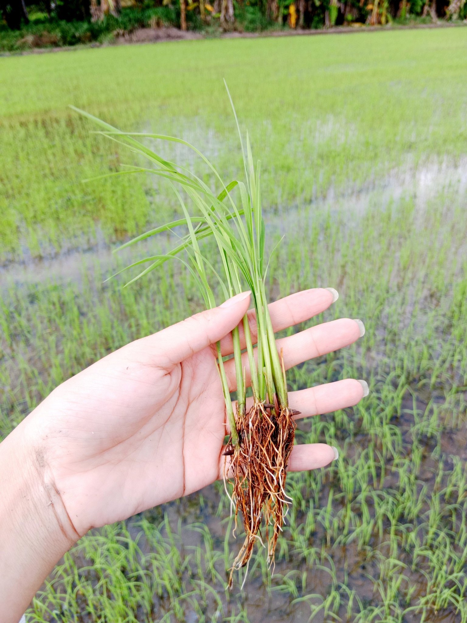 RA RỂ NỞ BỤI chai 1L - RA RỄ TỐT, NỞ BỤI KHOẺ, TIẾT KIỆM PHÂN BÓN