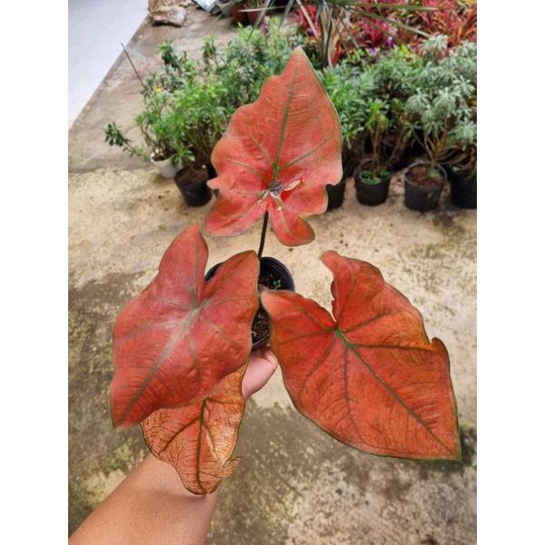 Chậu cây môn đỏ caladium Danasty