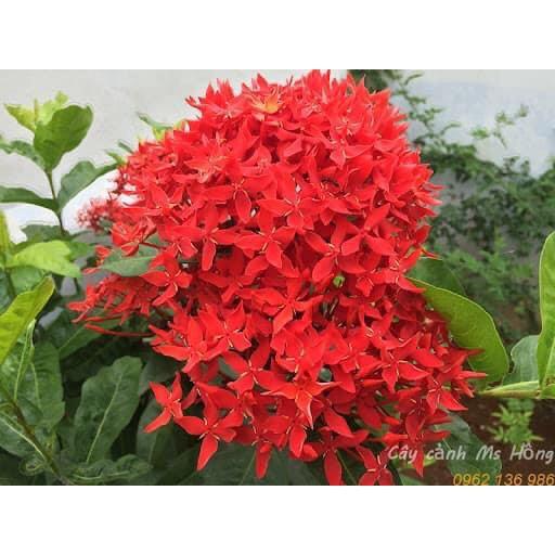 Cây hoa mẫu đơn đỏ,cây to