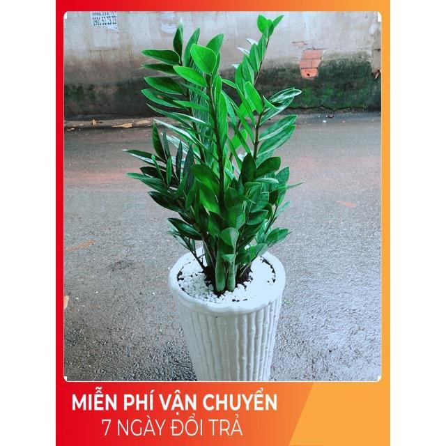 Chậu Kim Tiền Size Đại