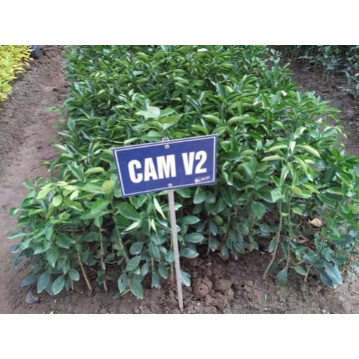 Cây giống CAM V2 siêu quả, ngọt mát - CÂY GIỐNG CHUẨN F1