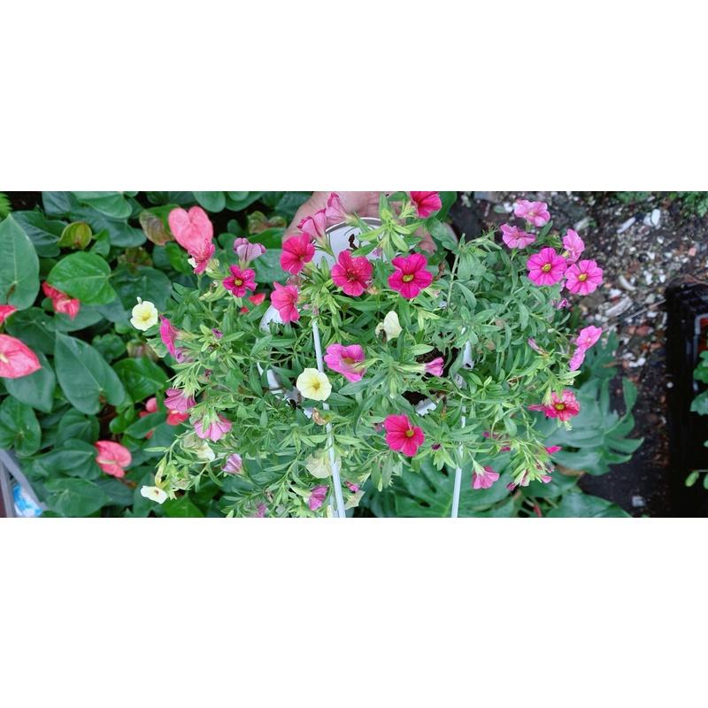 Chậu Cây Triệu Chuông