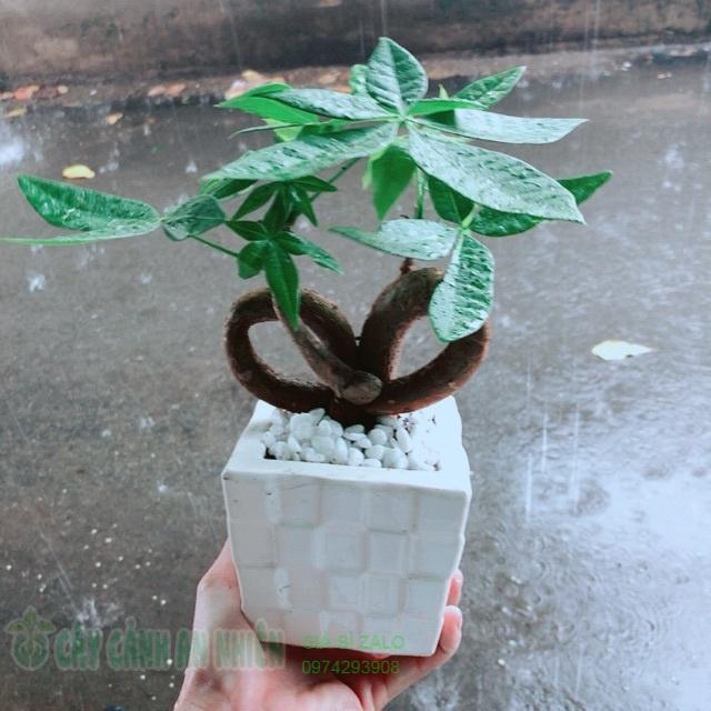 Chậu Kim Ngân Nơ