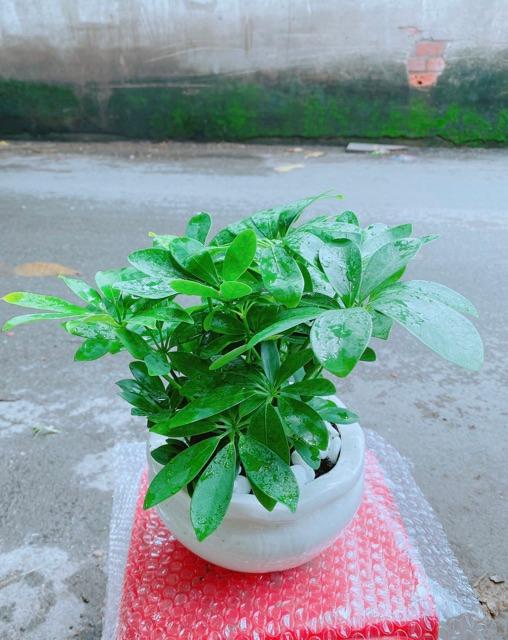 Chậu Cây Ngũ Gia Bì Để Bàn