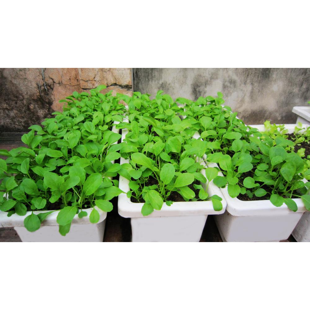 Bộ 3 gói hạt giống CẢI XANH ĂN NON