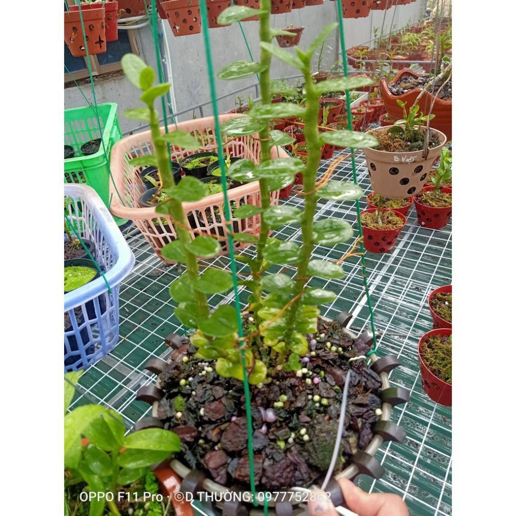 Hoa lan phi điệp- mít đồng xu đà bắc