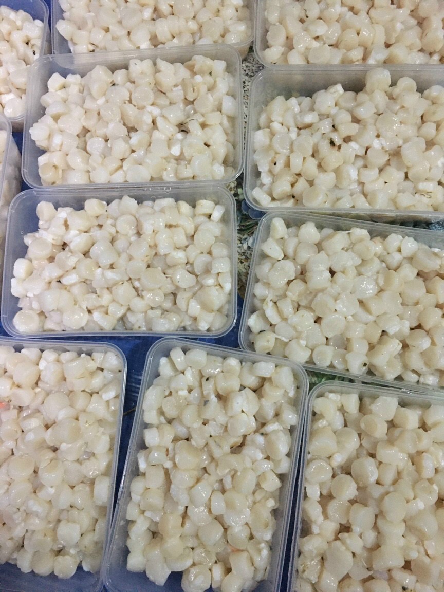 Còi sò điệp tươi - Khay 500g