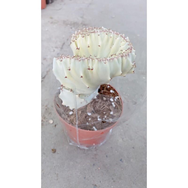 Xương Rồng Vạn Lý