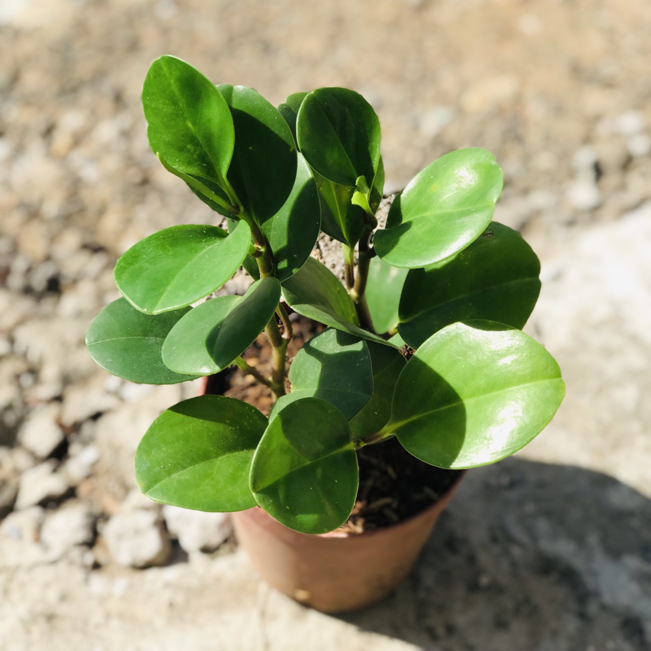 Cây trường sinh xanh Mầm Xinh