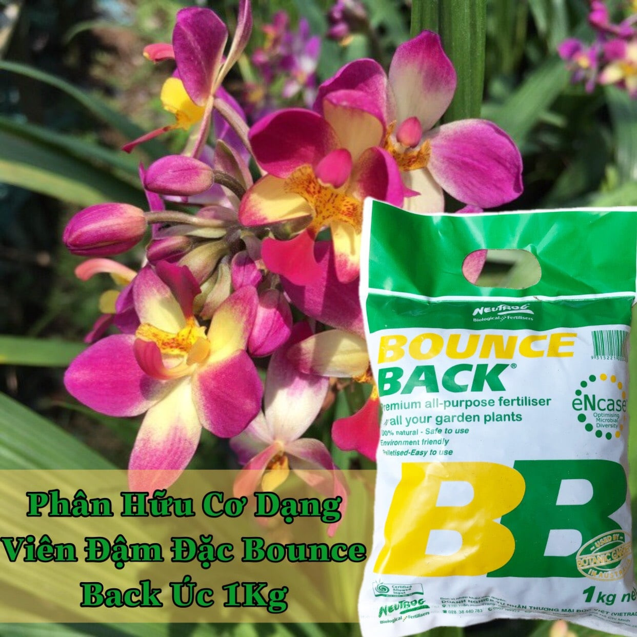 Phân bón hữu cơ đậm đặc dạng viên của Úc Bounce Back có bổ sung vi lượng