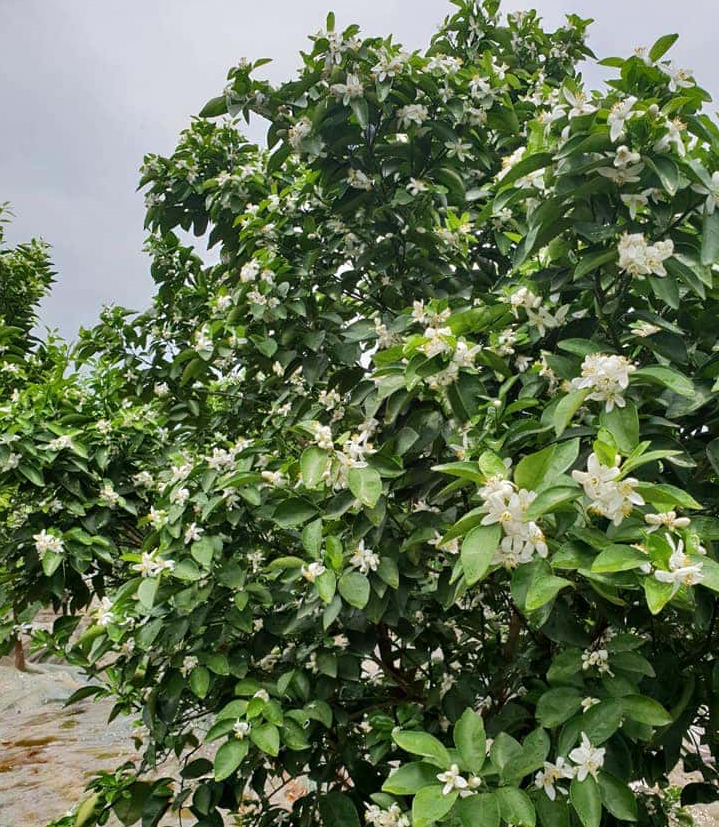 SIÊU RA HOA - dưỡng mầm hoa, ra hoa đồng loạt