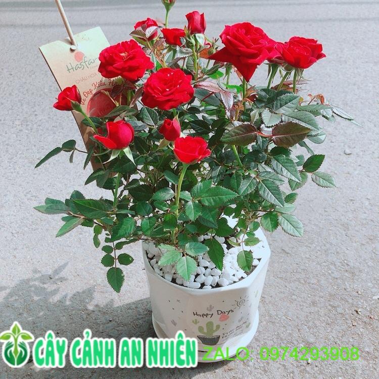 Chậu Cây Hoa Hồng Đỏ