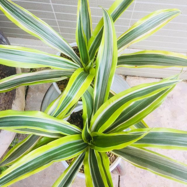 CHẬU CÂY PHÁT TÀI NAM MỸ