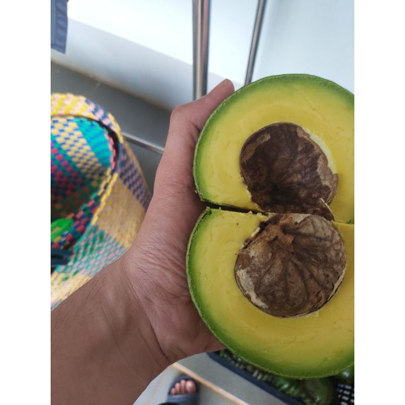 Cây giống bơ both 7