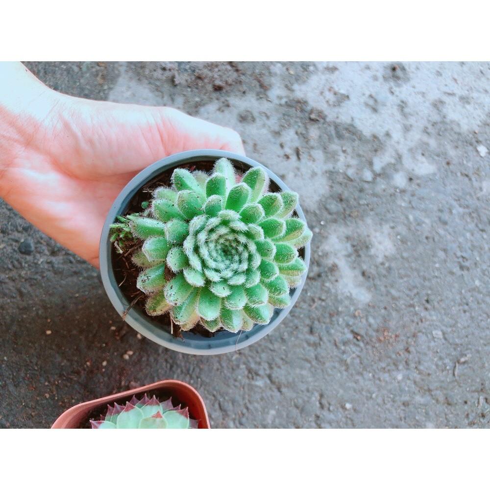 Chậu Phật Bà Xanh