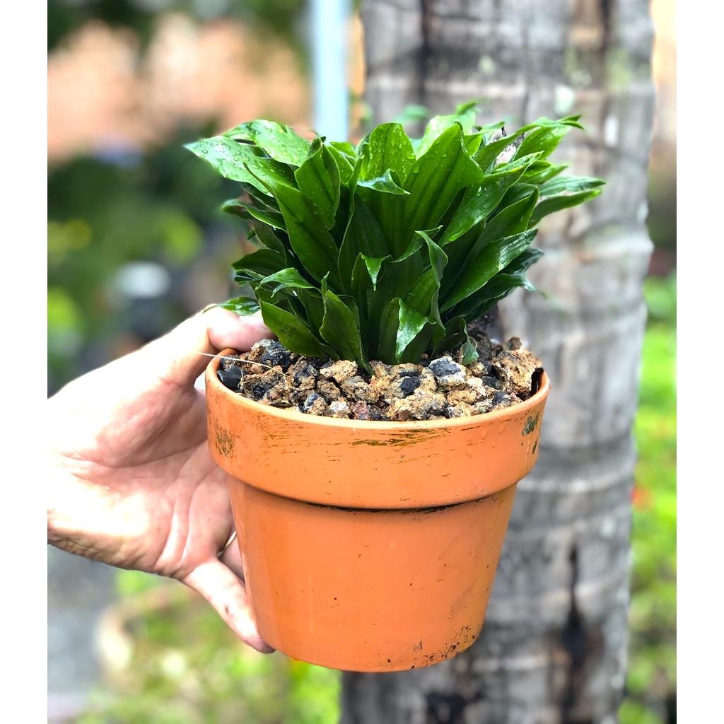 Chậu đất nung cây phát tài Nhật