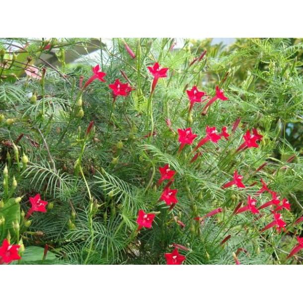 CHẬU HOA LEO TÓC TIÊN SIÊU ĐẸP, HOA QUANH NĂM