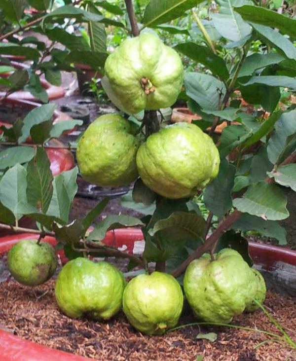 CÂY GIỐNG ỔI LÊ LÙN TRỒNG CHẬU TRÁI SỚM