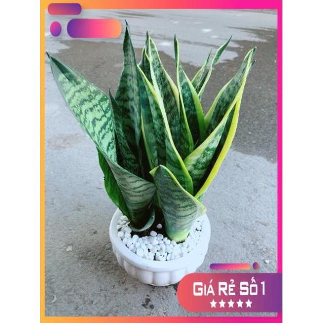 Chậu Lưỡi Hổ