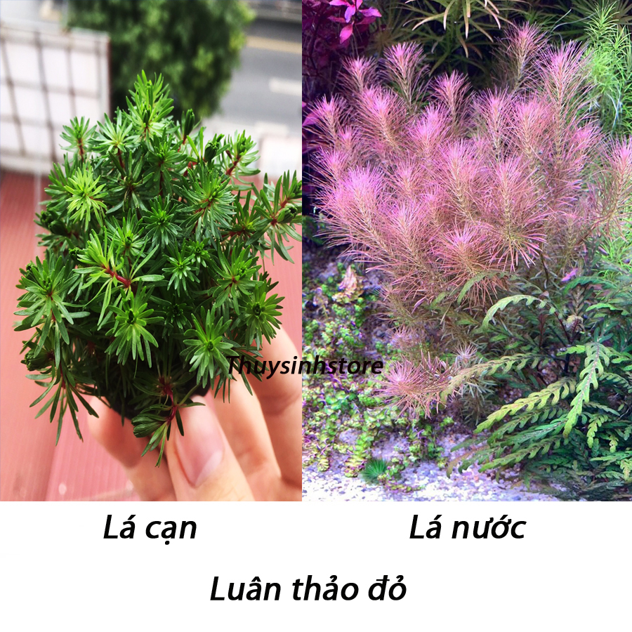 Cây thủy sinh Luân Thảo Đỏ 20-25 nhánh , chỉ đỏ (Hậu cảnh)