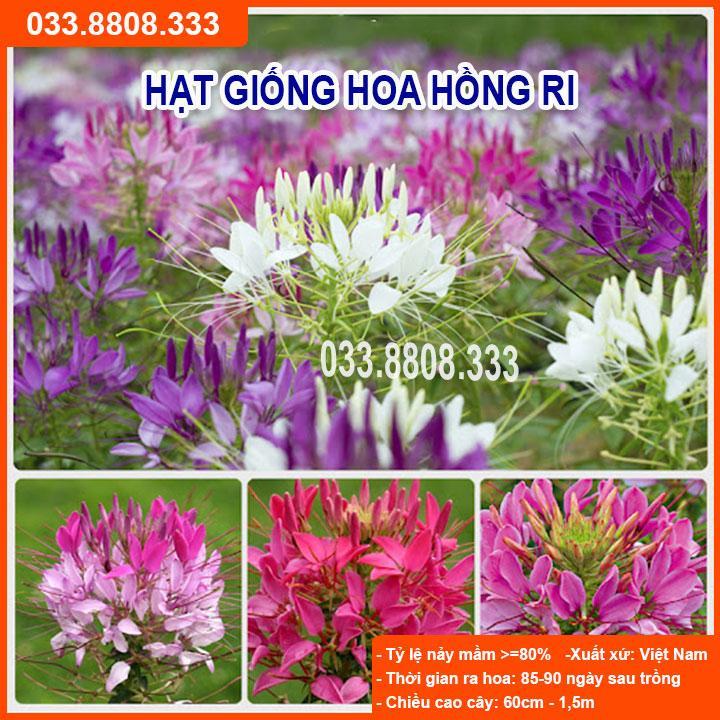 HẠT GIỐNG HOA HỒNG RI - GIỐNG CHUẨN