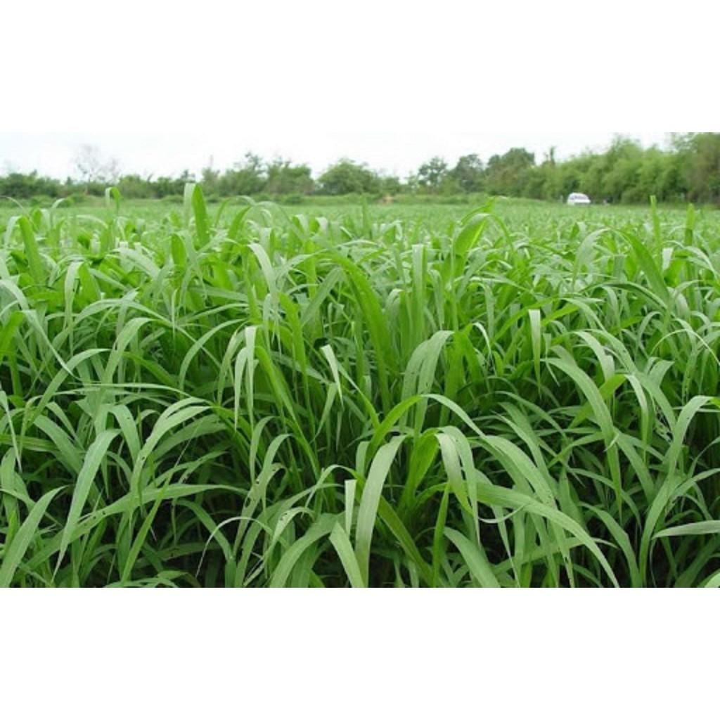 Hạt Giống Cỏ chăn nuôi Ubon Paspalum – cỏ xả chịu Ngập Úng gói 100g
