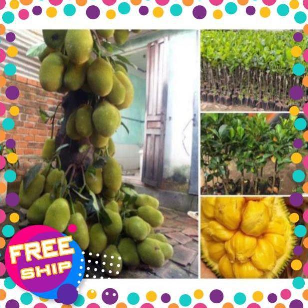 Mít tố nữ thơm ngon đặc trưng riêng