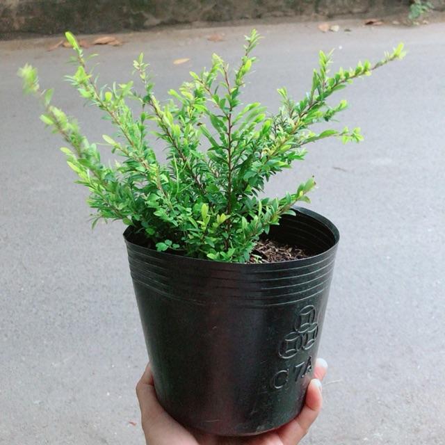 Sơn Liễu Thái
