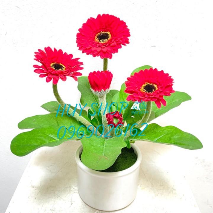 LỌ HOA CÚC ĐỒNG TIỀN VẢI CAO CẤP ĐỂ BÀN