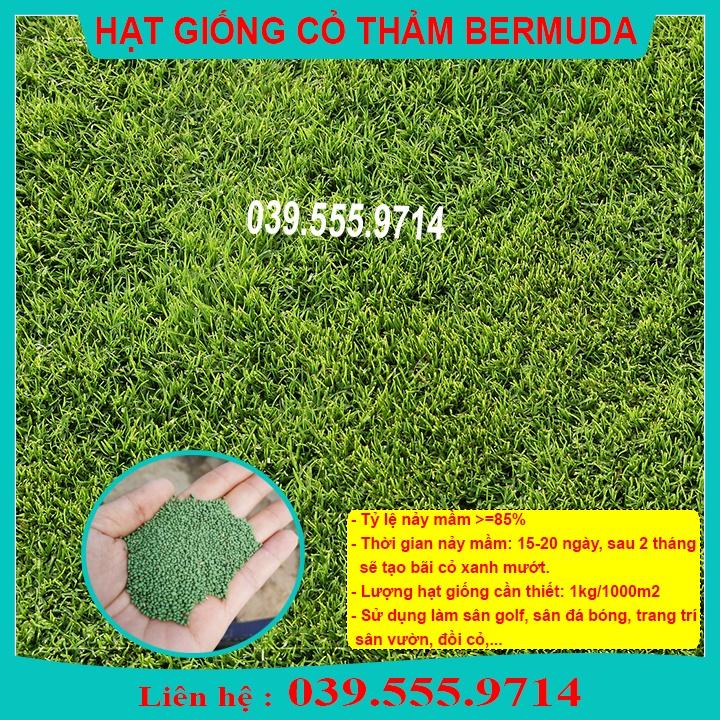 HẠT GIỐNG CỎ THẢM BERMUDA XANH 500gram