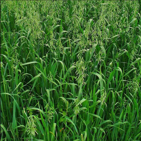 5 Loại Hạt Giống Cỏ Chăn Nuôi - Hạt Cỏ Voi, Alfalfa Linh Lăng, Paspalum,Mombasa Ghine, Yến Mạch