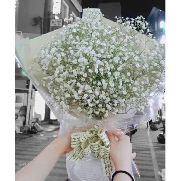 Hạt giống hoa Baby trắng – Gói 100 hạt