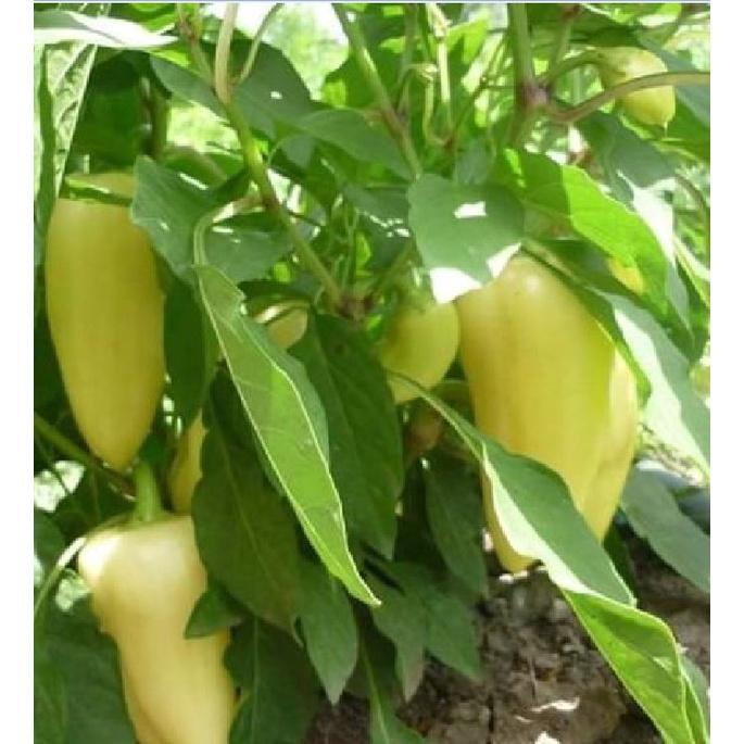 Hạt Giống Ớt Ngọt Đùi Gà Thái Lan CT328 - Gói 0,5gr